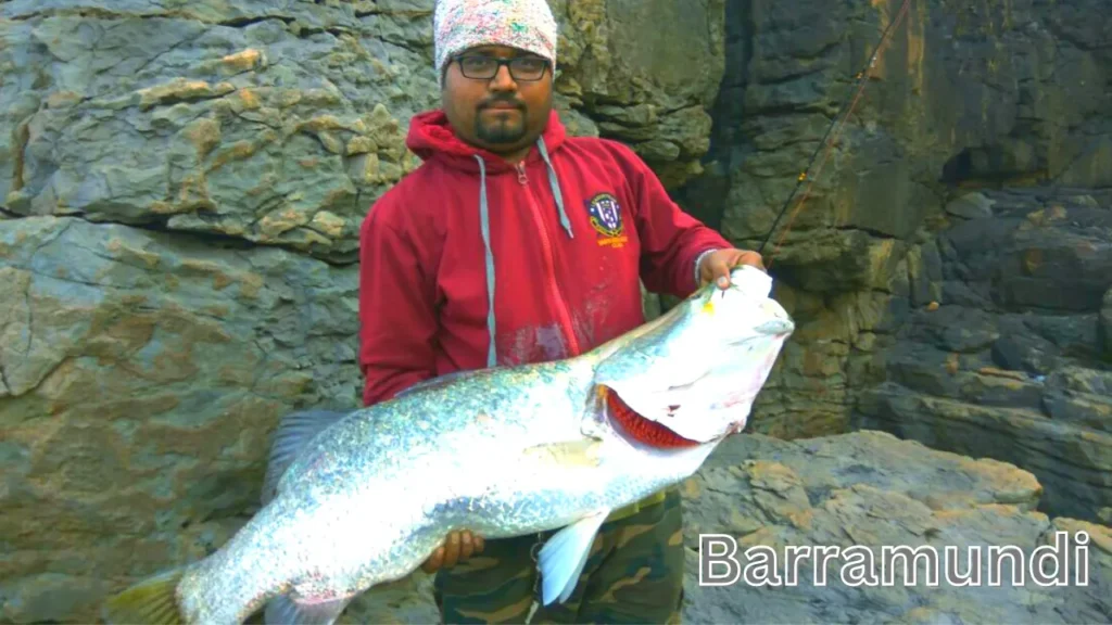 Barramundi fish