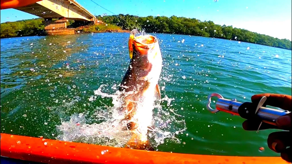 How to catch Barramundi Fish