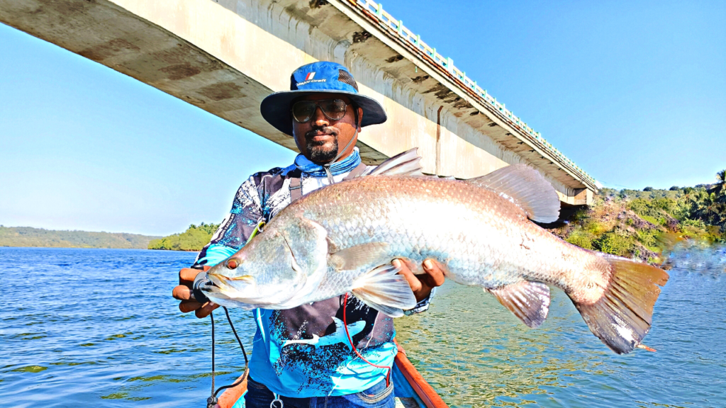 Barramundi Fish