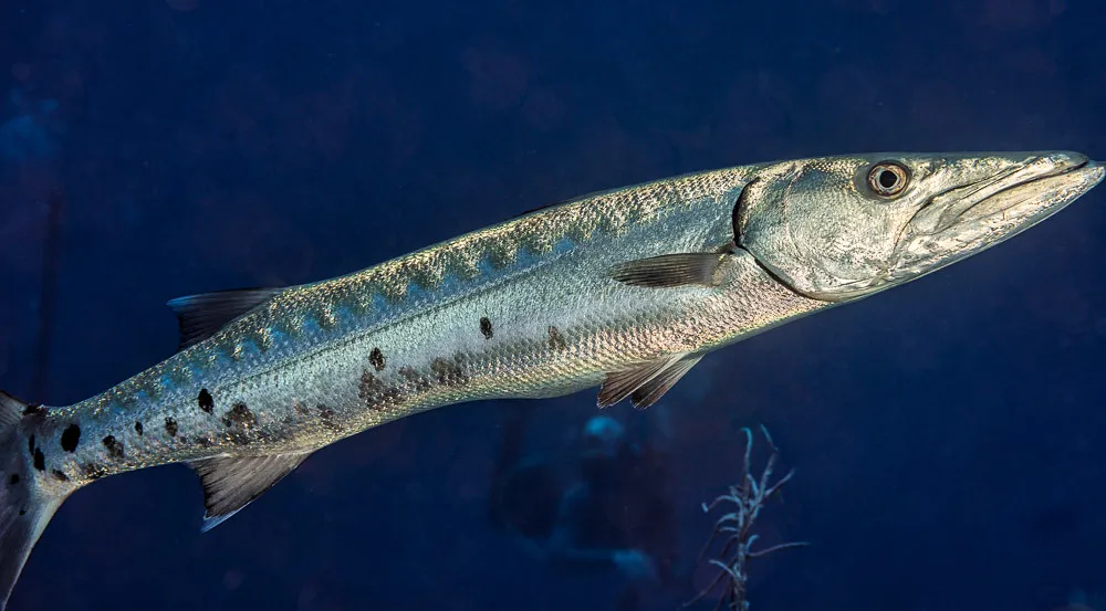 Great Barracuda