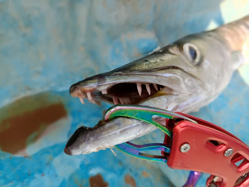 Barracuda Fish teeth