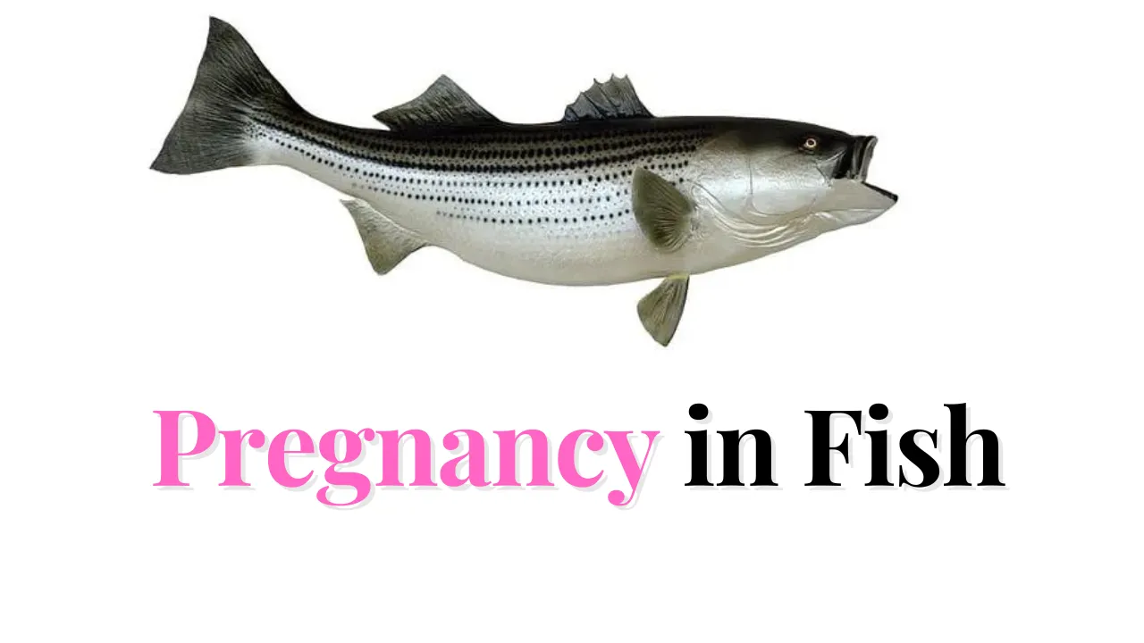 Pregnancy in Fish