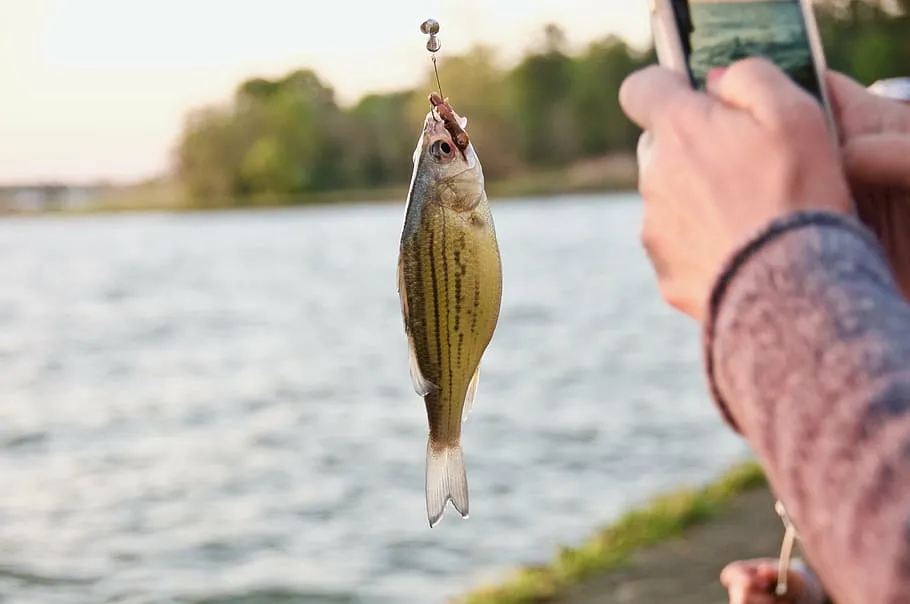 Fish Pregnancy