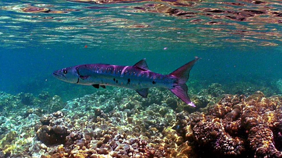 Florida Keys Fish Spinning