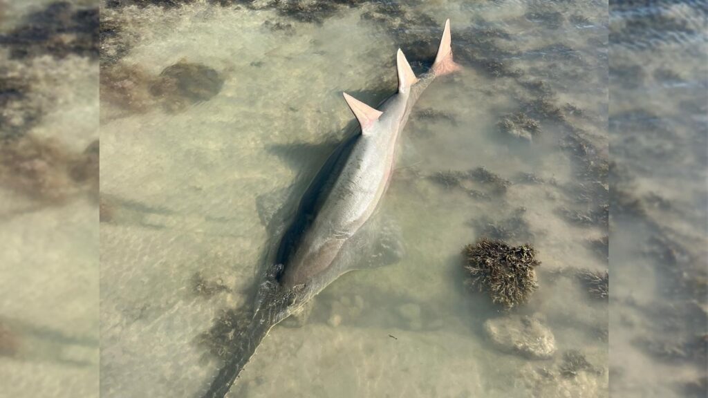 Florida Keys Fish dying