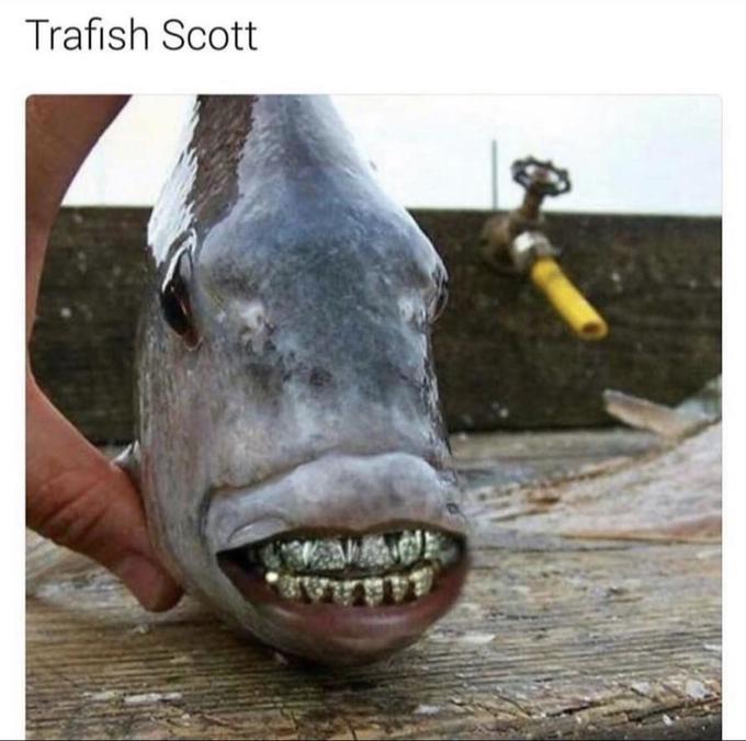 Trafish Scott