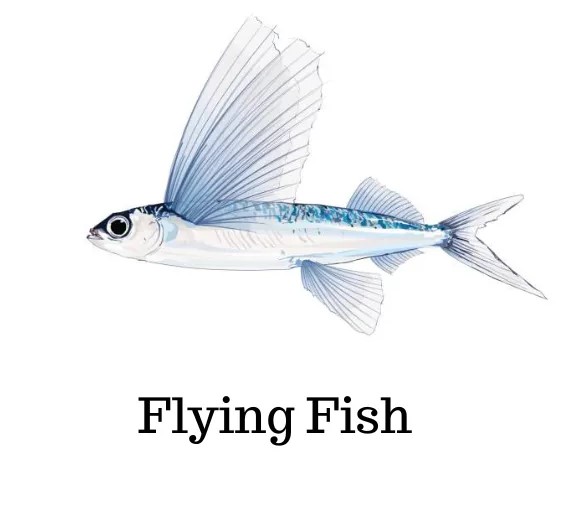 Flying Fish