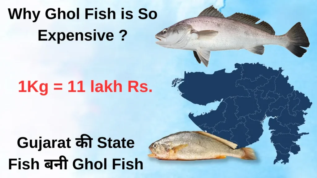 Ghol Fish price in India