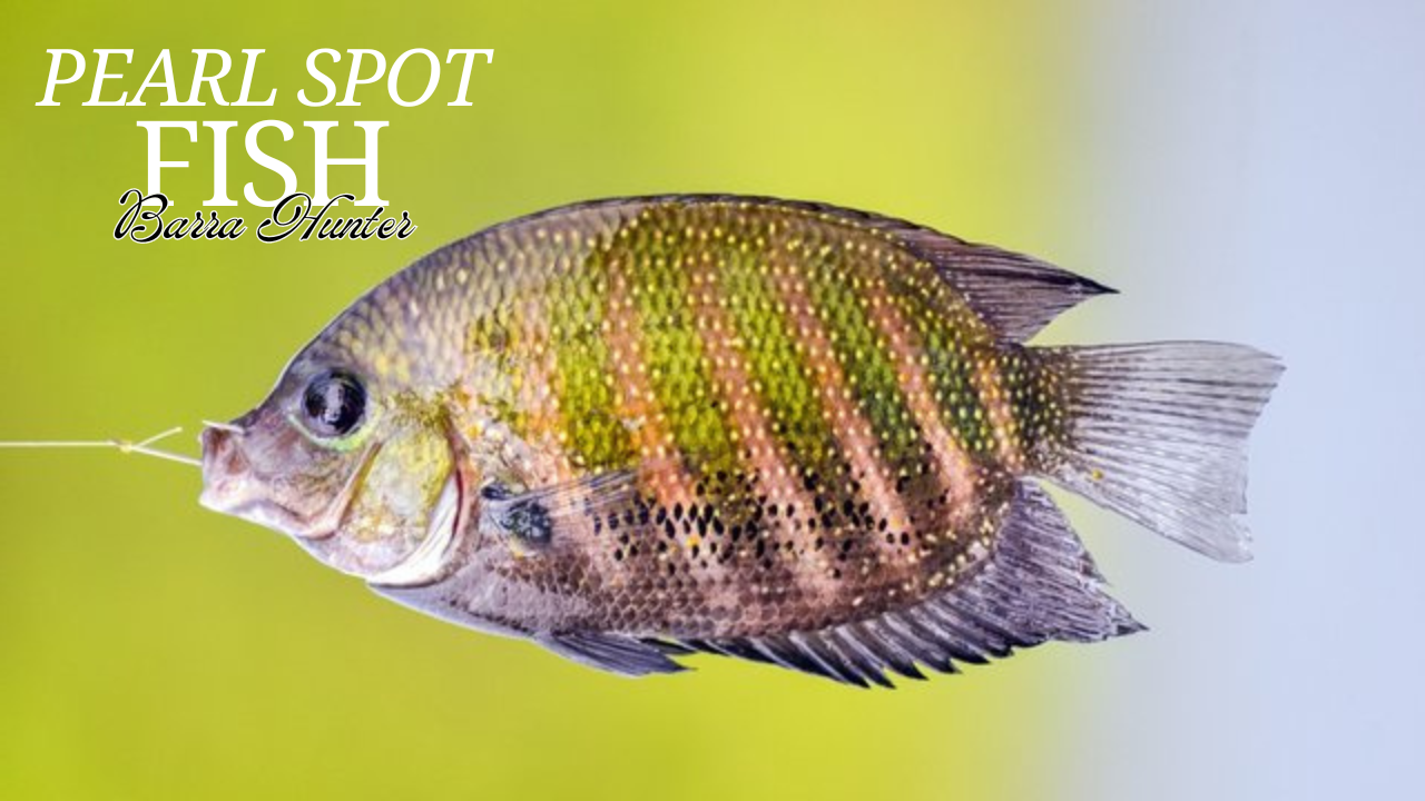 Pearl Spot Fish