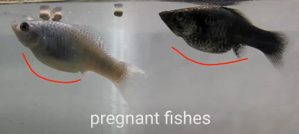 Fish Test Pregnancy