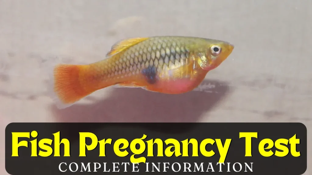 Fish Pregnancy Test