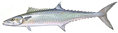 Surmai Fish