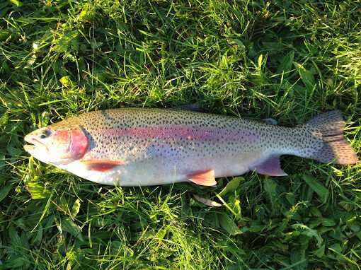 Indian Spring Trout Farm, Michigan