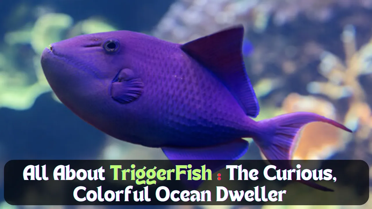 Trigger fish