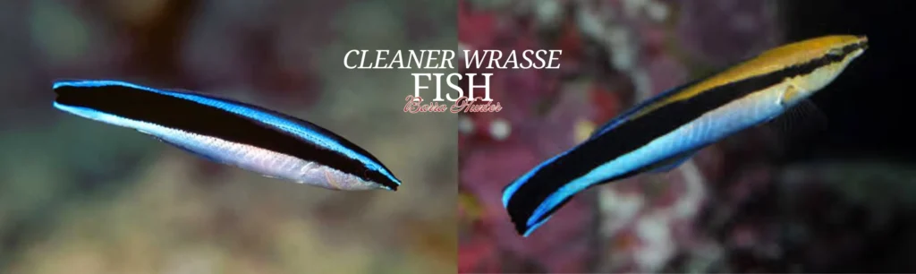 Cleaner Wrasse fish