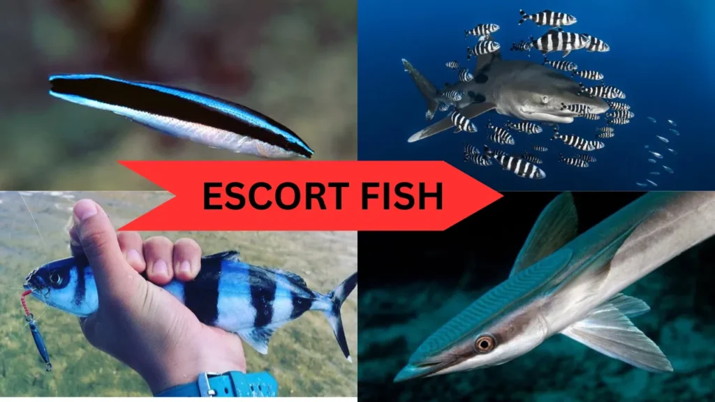 ESCORT FISH