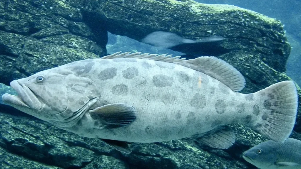 Grouper Fish