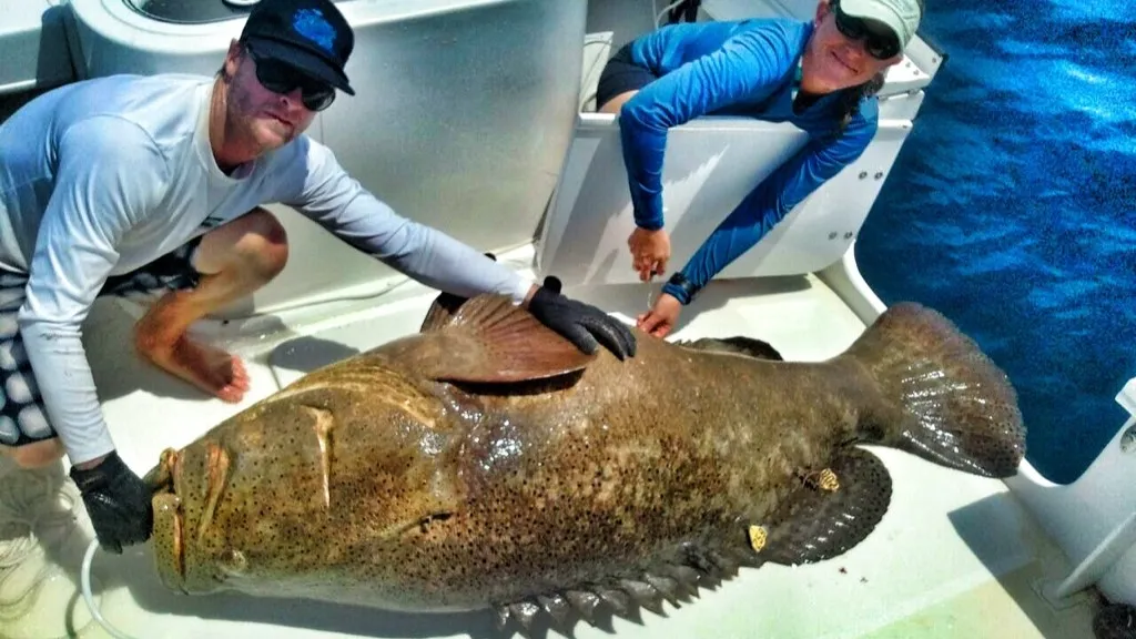 Goliath Grouper