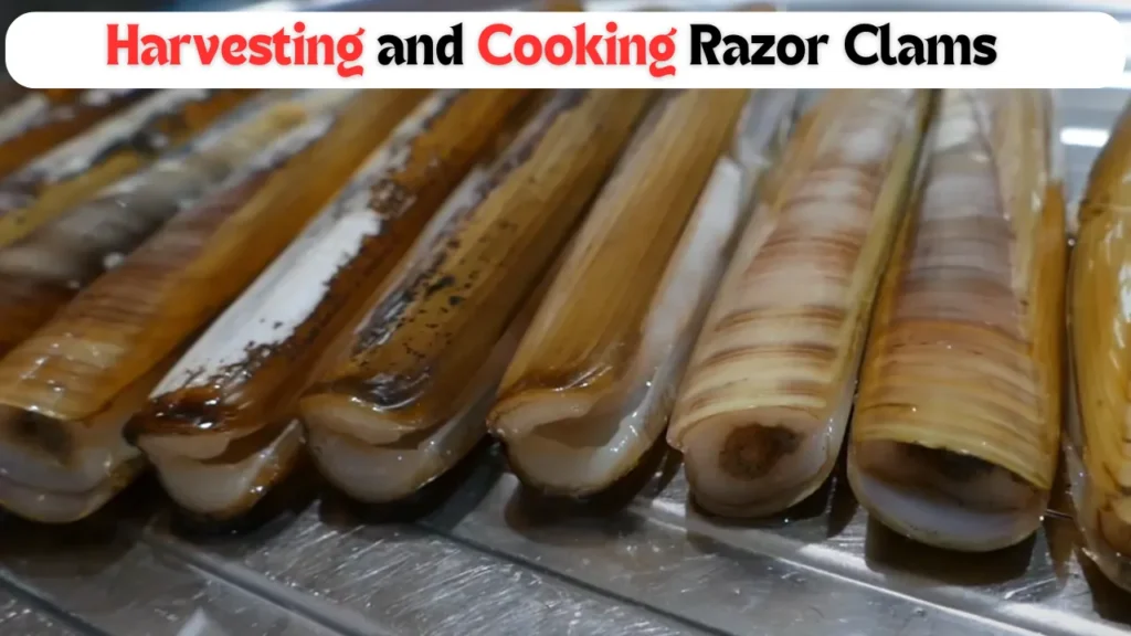 Harvesting and Cooking Razor Clams