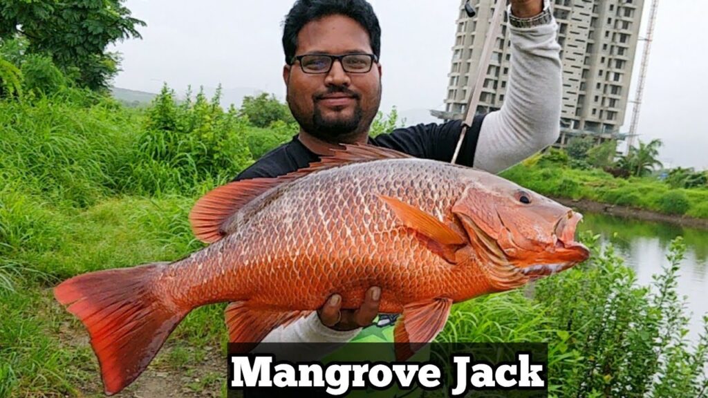 Mangrove Jack