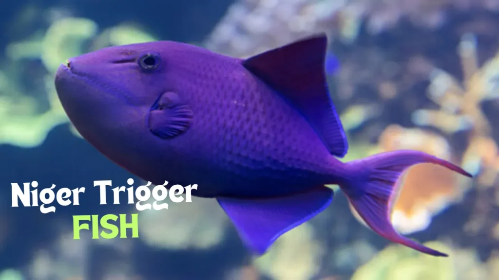 Niger Trigger Fish