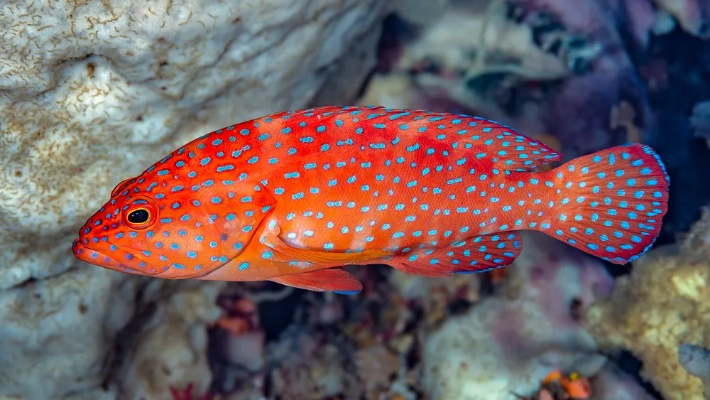 Red Grouper