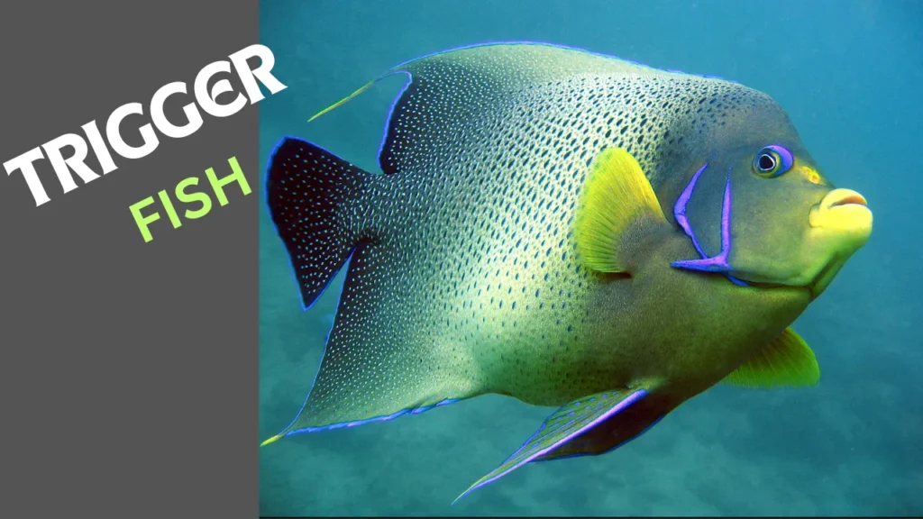 Trigger Fish