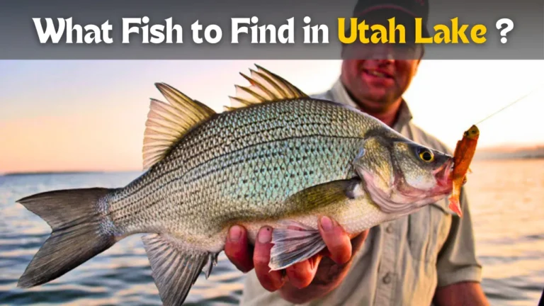 What Fish to Find in Utah Lake ?