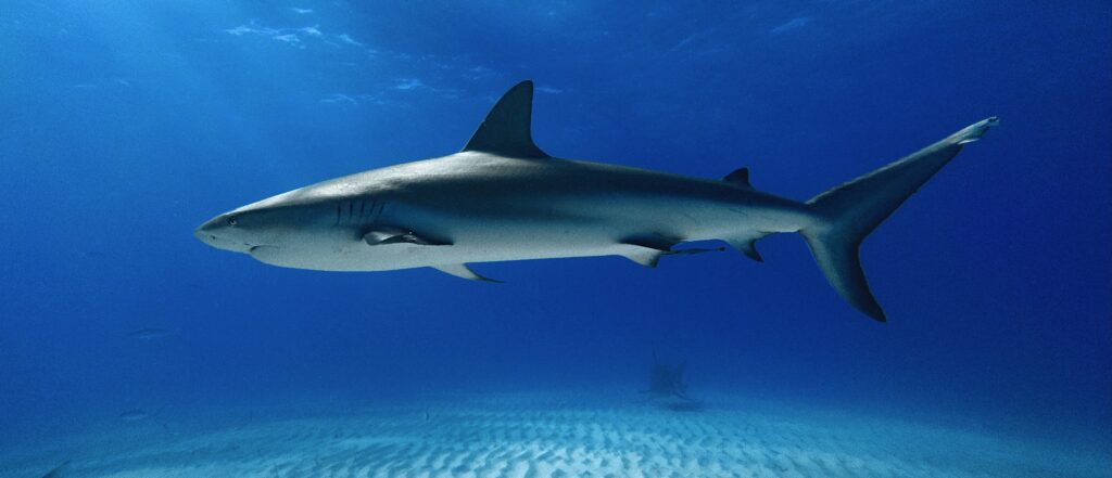 Panama City Beach Sharks