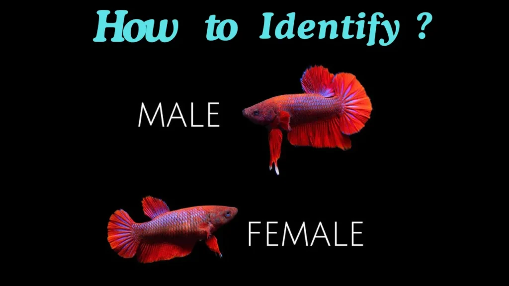 Fish Gender