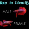 Fish Gender