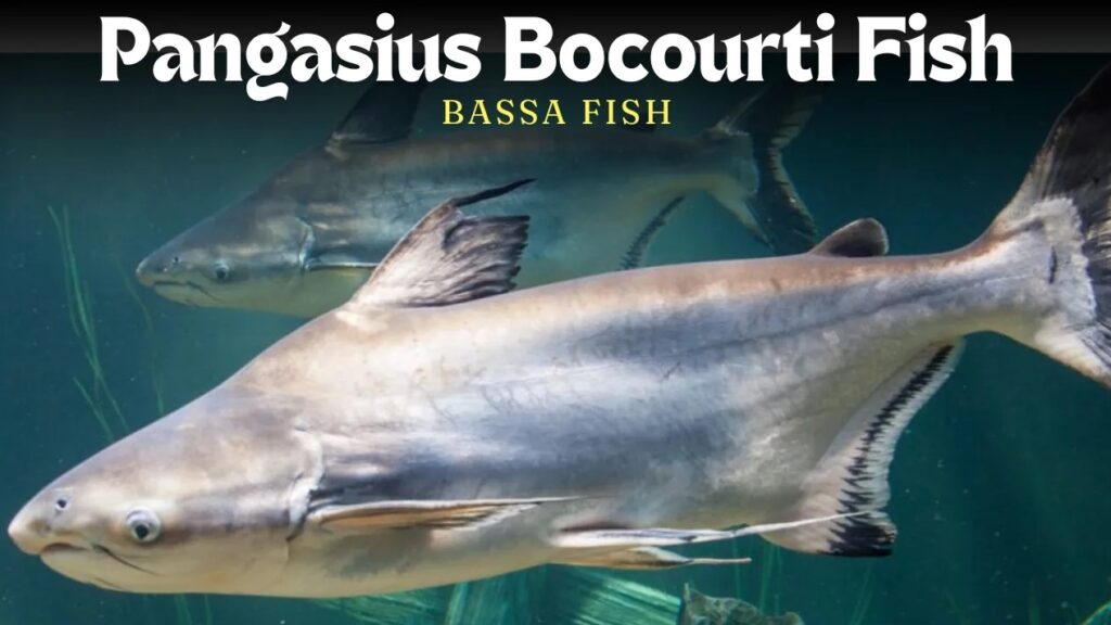 Pangasius Bocourti Fish