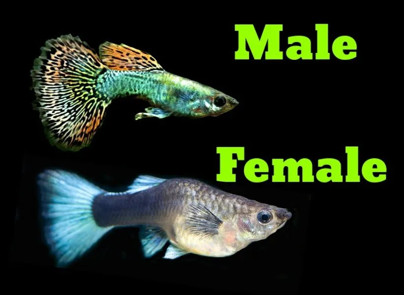 Male and Female Fish Differences