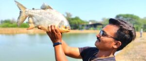 Roopchand Fish: Discover Its Benefits, Price, and More - BARRA HUNTER