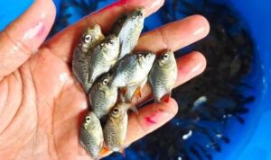 Roopchand Fish: Discover Its Benefits, Price, and More - BARRA HUNTER