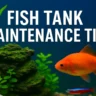 Fish Tank Maintenance